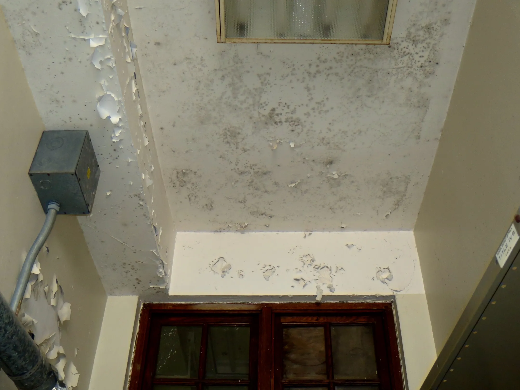 Ceiling and upper walls above a wooden-framed window showing extensive black mold spots and peeling white paint, with an electrical box and conduit on the left side.